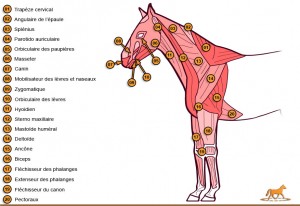 Musculature du cheval