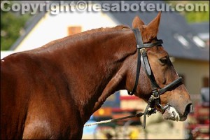 race cheval cob normand
