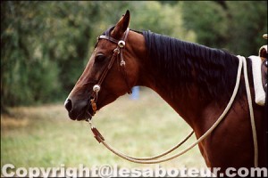 photo de cheval quarter horse