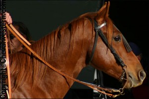 race cheval quarter horse 
