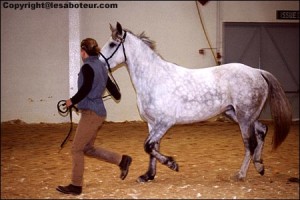 cheval poney connemara