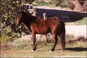race poney dartmoor
