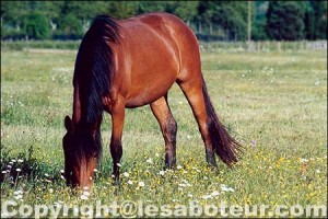Les maladies chez les chevaux