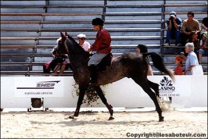 akhal teke