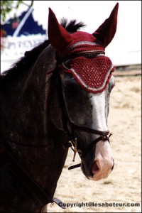 chevaux akhal teke