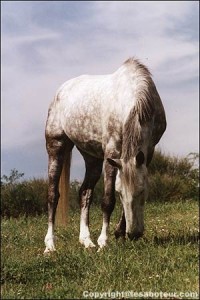 Anglo arabe robe gris pommelé