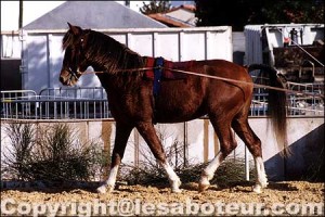 american bashkir curly