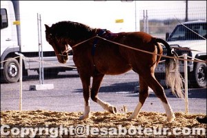 cheval bashkir curly