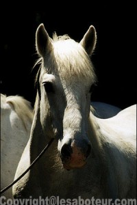 cheval camargue