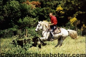 Equitation camargue