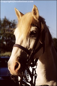 camarguais