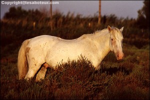 camargue cheval