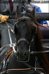 Cheval frison