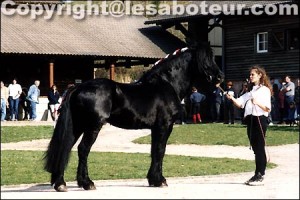 PHOTO DE CHEVAUX DE RACE MERENS