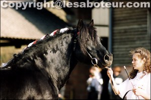 Photo de chevaux merensE RACE MERENS