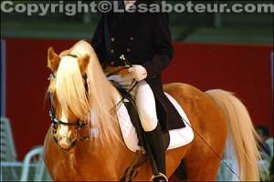 dressage