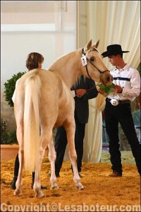 western palomino