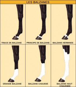 Les différentes balzanes