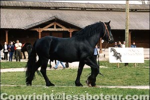 Cheval merens noir