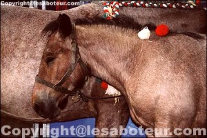 Poulain Ardennais de robe rouanne