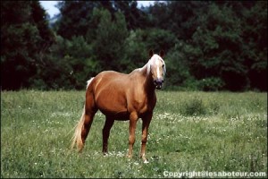 palomino