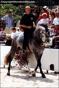 dressage pur race espagnol