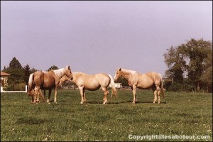 cheval palomino