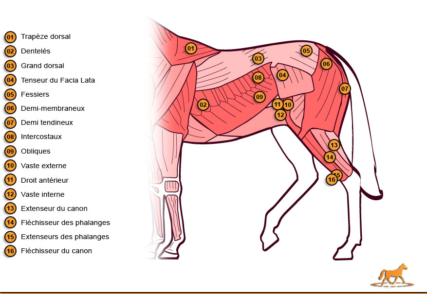 Quiz Parties du corps du cheval - Galop 3, Equitation, Chevaux