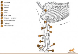 squelette du cheval