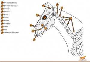 Squelette tête de cheval