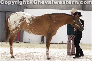 Cheval Appaloosa