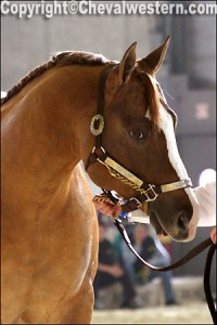 western appaloosa