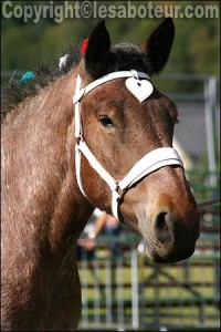 cheval auxois