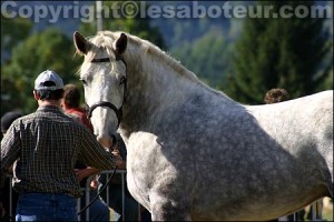 photo cheval boulonnais