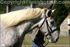 race chevaux boulonnais