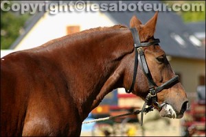 race cheval cob normand