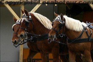 attelage chevaux comtois