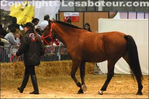 cheval franches montagnes