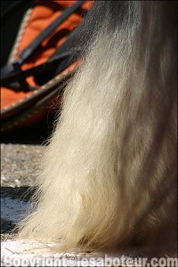 race cheval Irish cob