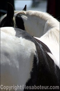 Irish cob