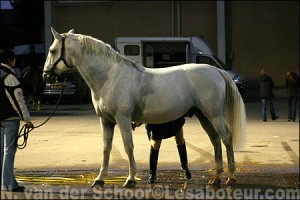 Cheval de race lipizzan