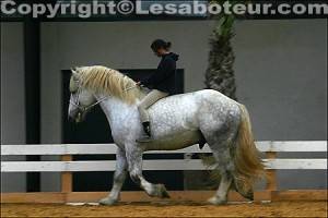 race cheval percheron