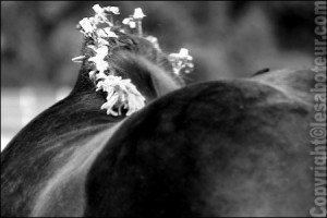 cheval percheron