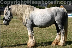 cheval-poitevin-mulassier-02