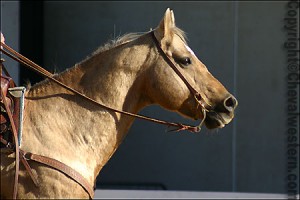 cheval quarter horse