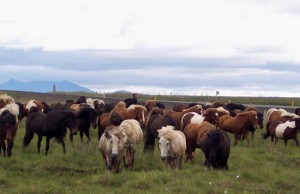 troupeau de chevaux islandais