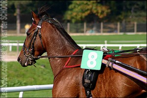 cheval trotteur francais