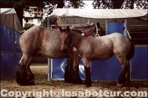 chevaux ardennais