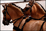 Race de chevaux fjiord