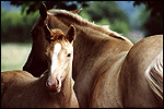 Race de chevaux palomino